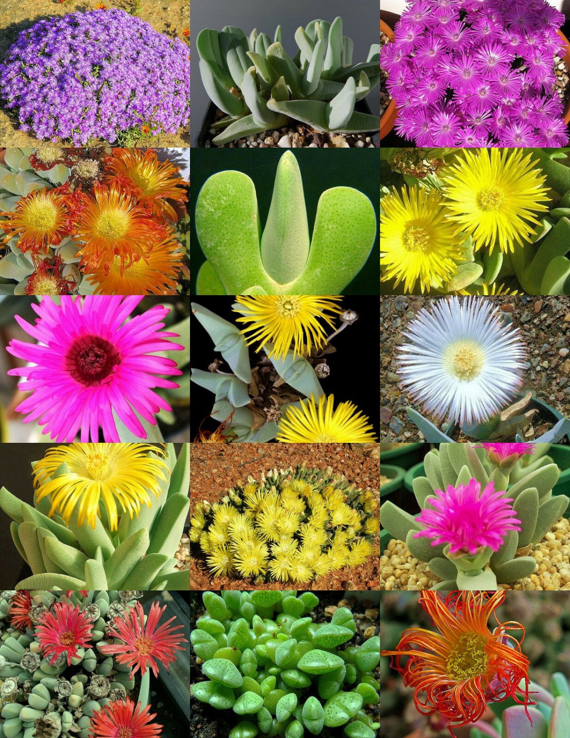 CHEIRIDOPSIS MIX, succulent cactus mixed living stones rocks plant seed 20 SEEDS