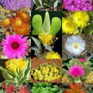 CHEIRIDOPSIS MIX, succulent cactus mixed living stones rocks plant seed 20 SEEDS