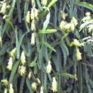 Hylocereus undatus, graft stock cactus seed 100 SEEDS