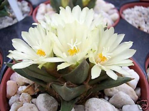 Ariocarpus trigonus J rare cactus cacti seed 10 SEEDS