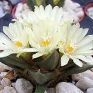 Ariocarpus trigonus J rare cactus cacti seed 10 SEEDS