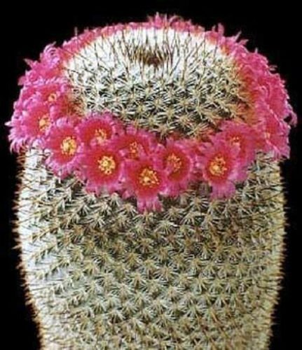 Mammillaria elegans J cacti rare cactus seed 20 SEEDS
