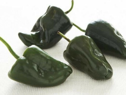 Ancho poblano pepper, hot chilli mild aji seed 50 SEEDS