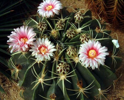 Ferocactus macrodiscus cacti rare cactus seed 10 SEEDS