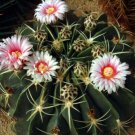 Ferocactus macrodiscus cacti rare cactus seed 10 SEEDS