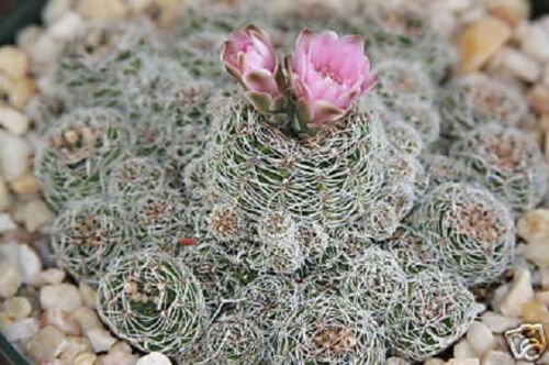 Gymnocalycium bruchi  rare cactus seed cacti 20 SEEDS