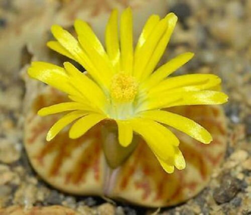 Lithops bromfieldii J living stone rock seed 15 SEEDS