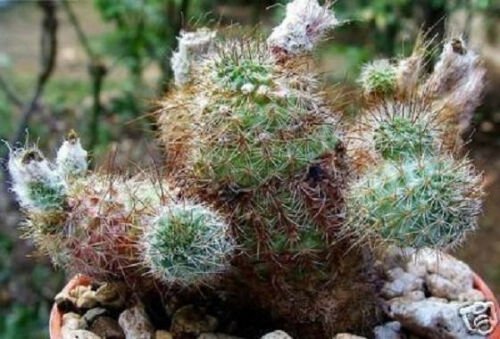 Frailea gracillina ssp horstii cacti rare seed 15 SEEDS