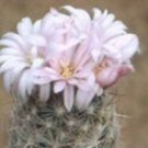 Escobaria tuberculosa, cacti rare cactus seed 20 SEEDS