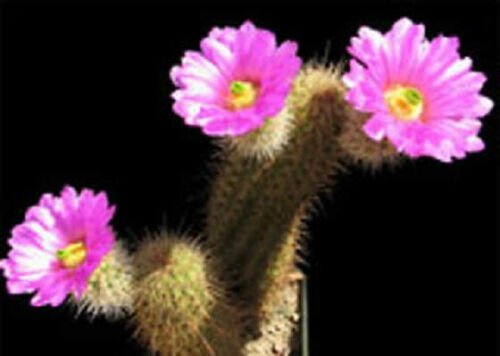 Echinocereus spinigemmatus  rare cactus seed 15 SEEDS