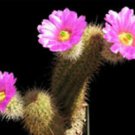 Echinocereus spinigemmatus  rare cactus seed 15 SEEDS