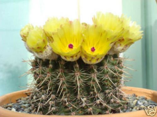 Notocactus submamulosus  parodia rare cactus 25 SEEDS