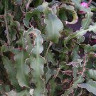 Epiphyllum curly locks, rare cacti cactus seed 20 SEEDS