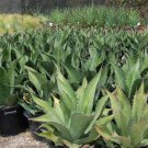 RARE AGAVE SALMIANA green giant succulent pulque plant garden aloe seed 15 SEEDS