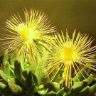Bergeranthus artus rare exotic mesemb ice plant succulent cactus seed 20 SEEDS