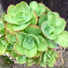 ECHEVERIA PALLIDA rare succulent hen and chicks exotic cacti plant seed 15 SEEDS