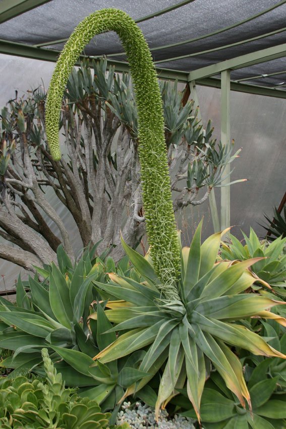 RARE AGAVE ATTENUATA spineless agaves succulent plant seed aloe gardens 15 SEEDS