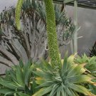 RARE AGAVE ATTENUATA spineless agaves succulent plant seed aloe gardens 15 SEEDS