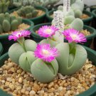 GIBBAEUM HEATHII, living stones exotic rock ice plant rare mesembs seed 20 SEEDS