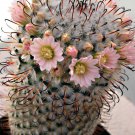 RARE MAMMILLARIA BOMBICINA j fish hook exotic cacti cactus seed 15 SEEDS