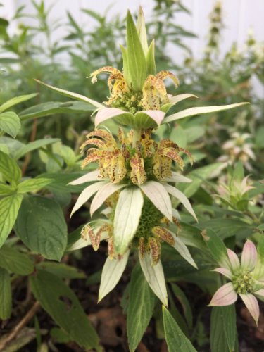 Yellow Dotted Mint Seed Pack, Mint, Monarda punctata, 100 seeds per pack