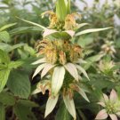 Yellow Dotted Mint Seed Pack, Mint, Monarda punctata, 100 seeds per pack