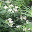 Mountain Mint Seeds, Pycnanthemum virginianum,   Seeds, 100 Seeds Per Pack flowering-plants
