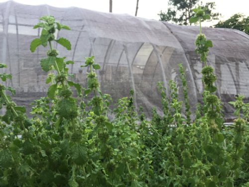White Horehound Seed Pack, Marrubium Vulgare, 100 Seeds Per Pack