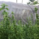 White Horehound Seed Pack, Marrubium Vulgare, 100 Seeds Per Pack