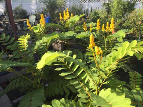 Candlestick Cassia Seed Pack, Senna alata, 20 Seeds per pack
