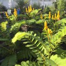 Candlestick Cassia Seed Pack, Senna alata, 20 Seeds per pack