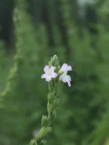 European Vervain Seed Pack, Verbena officinalis, 50 seeds per pack flowering-plants