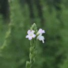 European Vervain Seed Pack, Verbena officinalis, 50 seeds per pack flowering-plants