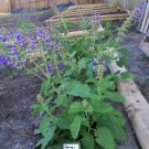 Sage, Dan Shen Sage, Salvia Miltiorrhiza, 20 seeds per pack