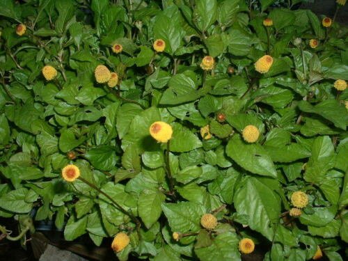 Spilanthes Seed Pack, Acmella oleracea, Medicinal, 100 Seeds per pack