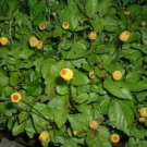Spilanthes Seed Pack, Acmella oleracea, Medicinal, 100 Seeds per pack