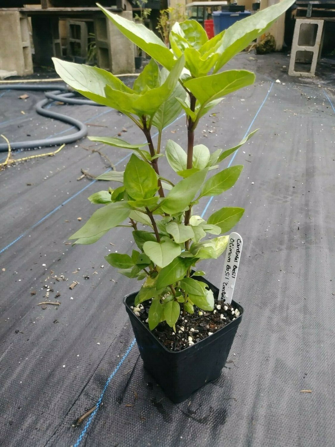 Cardinal Basil, Ocimum basilicum, 75 Seeds Per Pack, Heirloom
