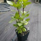 Cardinal Basil, Ocimum basilicum, 75 Seeds Per Pack, Heirloom