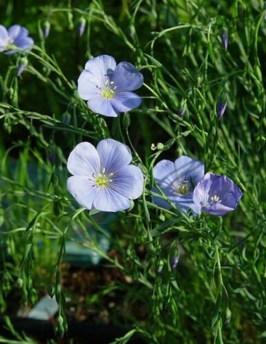 Flax Seed Pack, Flax, Linum Usitatissimum, 50 Seeds Per Pack
