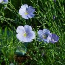 Flax Seed Pack, Flax, Linum Usitatissimum, 50 Seeds Per Pack
