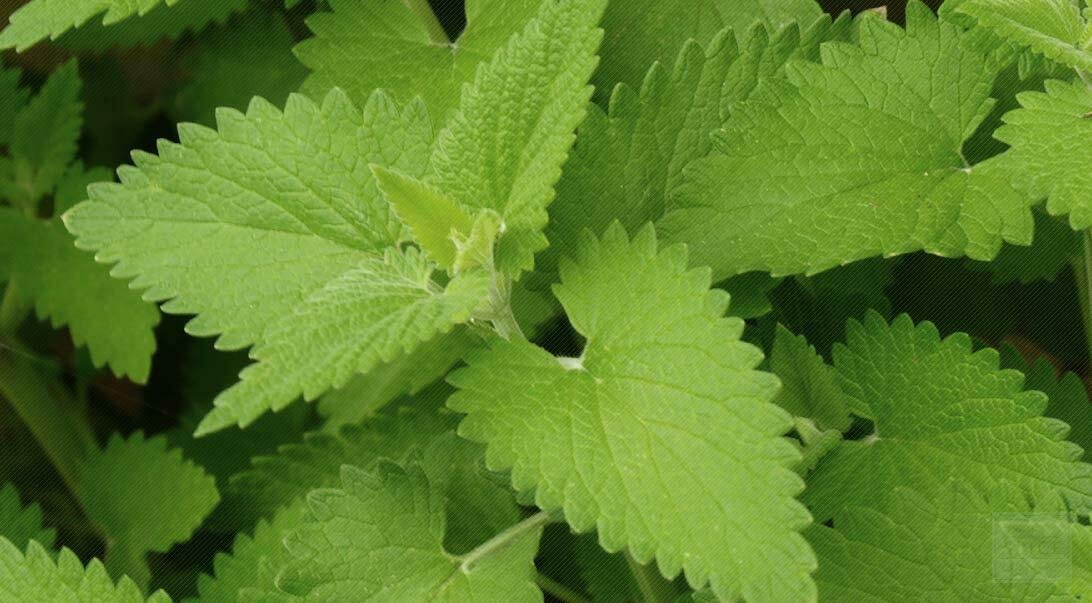Catnip Seed Pack, Nepeta cataria, 100 seeds per pack