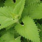 Catnip Seed Pack, Nepeta cataria, 100 seeds per pack