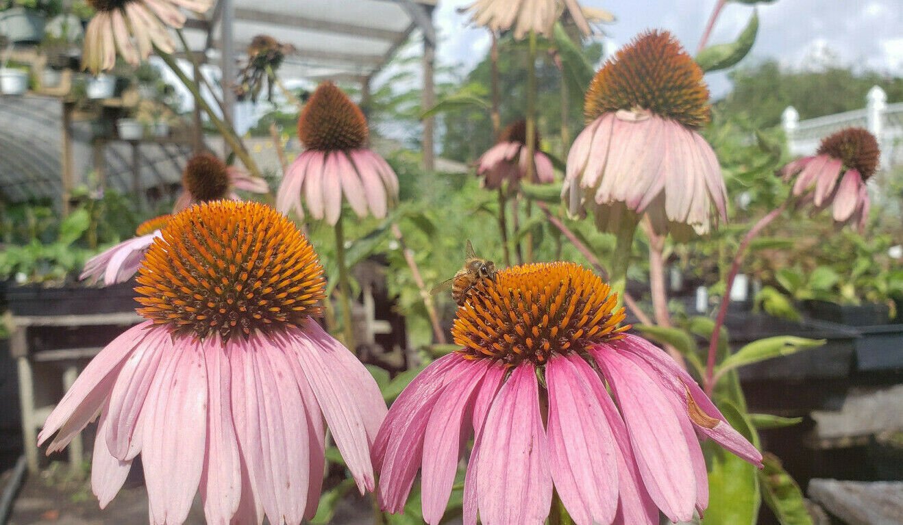 Echinacea purpurea Seed Pack, Purple Coneflower, 40 Seeds Per Pack