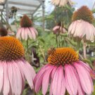 Echinacea purpurea Seed Pack, Purple Coneflower, 40 Seeds Per Pack