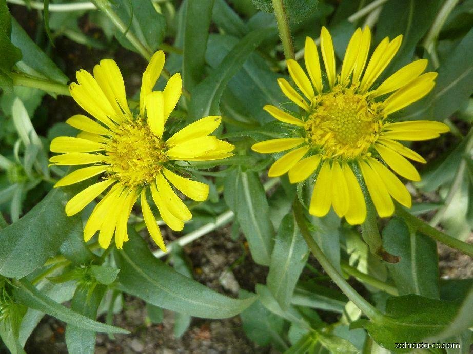 Grindelia Seed Pack, Grindelia robusta, Asteracea, 30 seeds per pack flowering-plants