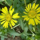 Grindelia Seed Pack, Grindelia robusta, Asteracea, 30 seeds per pack flowering-plants