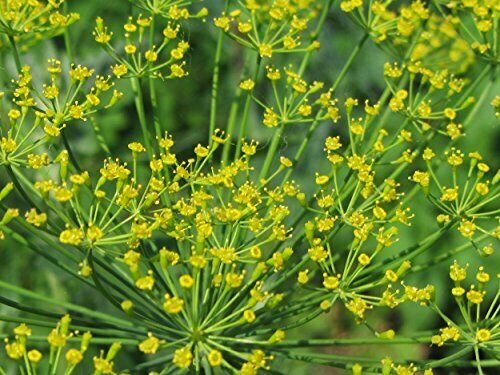 Dill Seed Pack, Bouquet Dill, Anethum graveolens