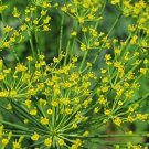 Dill Seed Pack, Bouquet Dill, Anethum graveolens