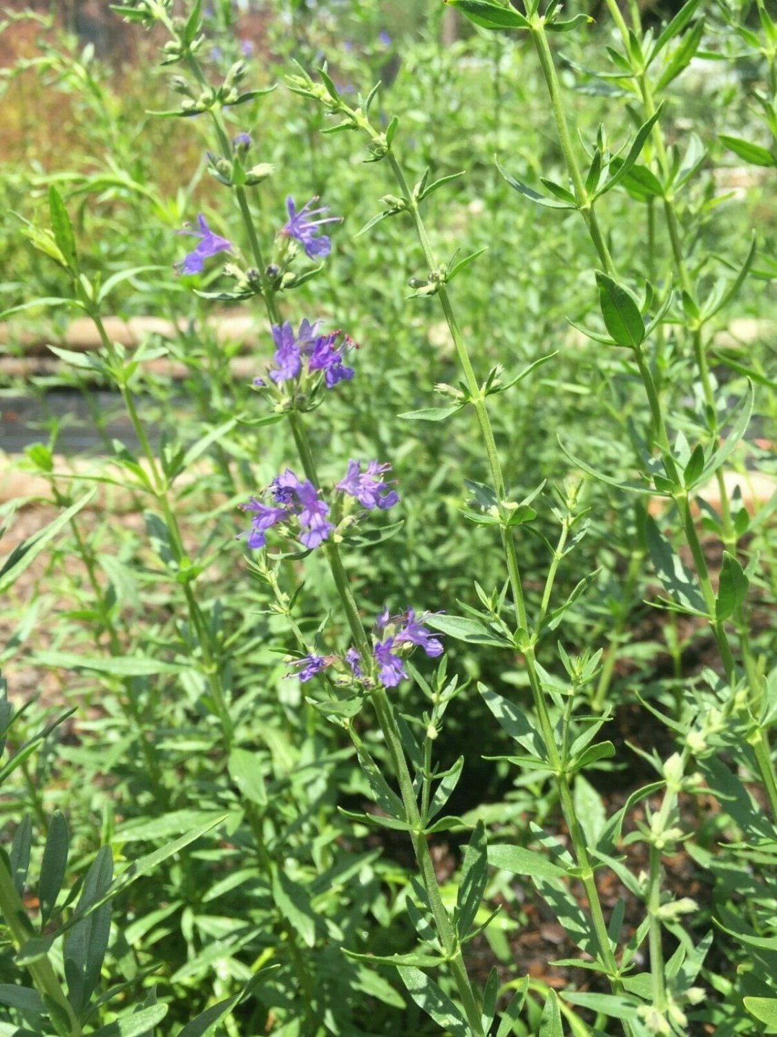 Hyssop Seed Pack, Hyssopus officinalis, 150 seeds per pack flowering-plants