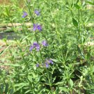 Hyssop Seed Pack, Hyssopus officinalis, 150 seeds per pack flowering-plants